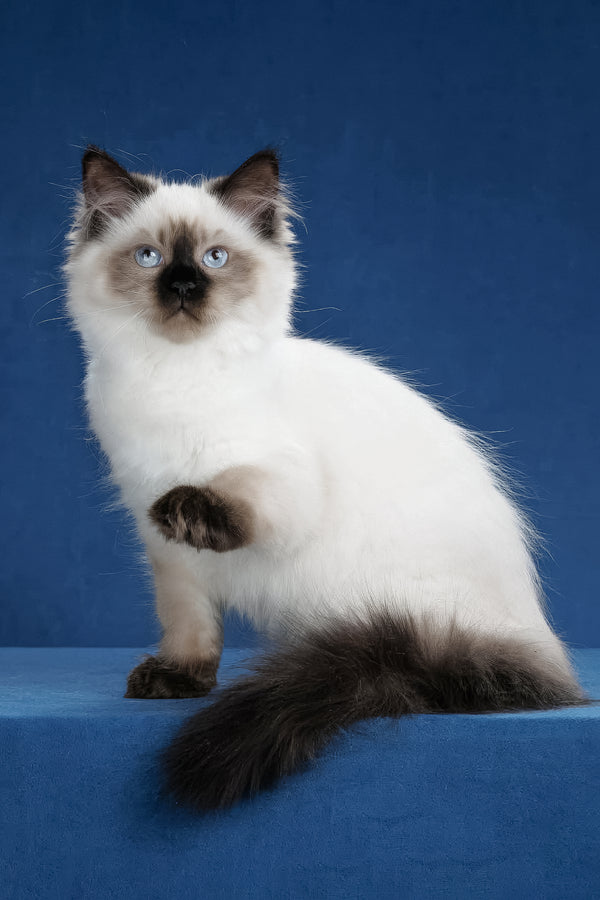 Laura | Siberian Kitten