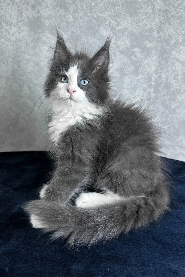 Lazur | Maine Coon Kitten