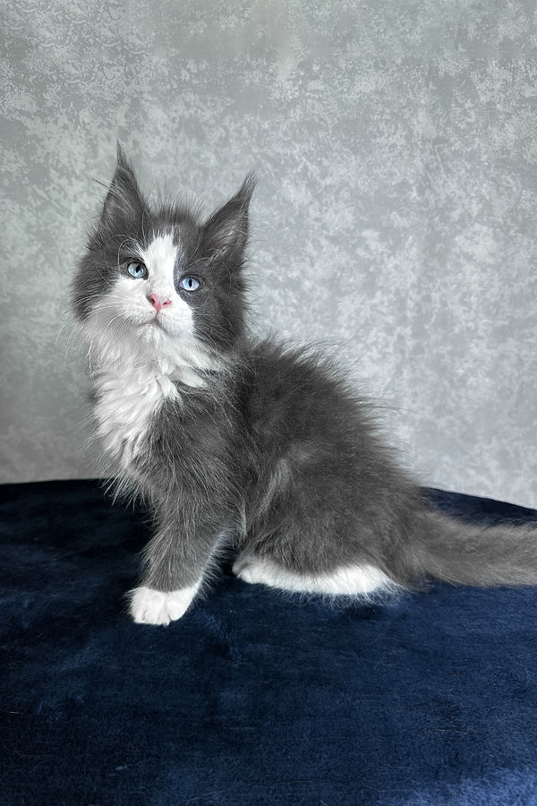 Lazur | Maine Coon Kitten