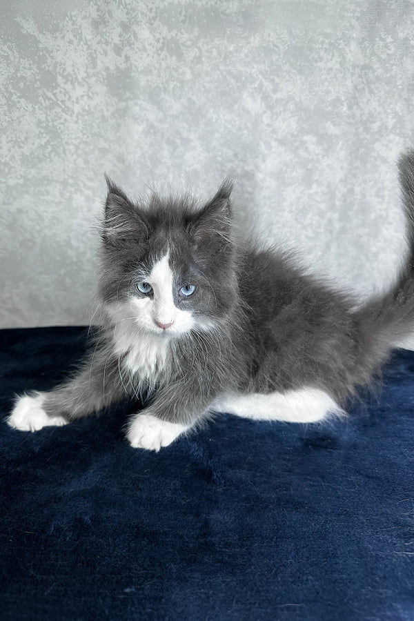 Lazur | Maine Coon Kitten