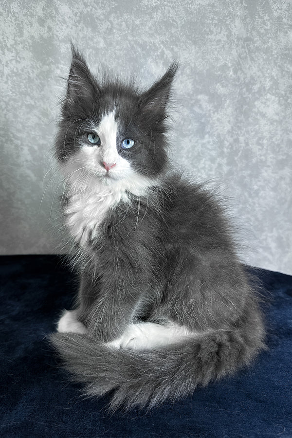 Lazur | Maine Coon Kitten