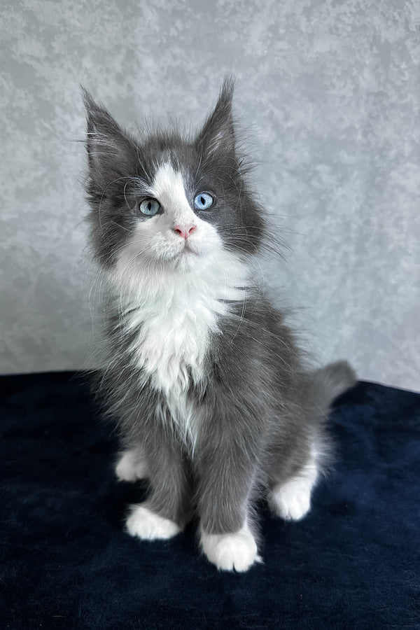 Lazur | Maine Coon Kitten