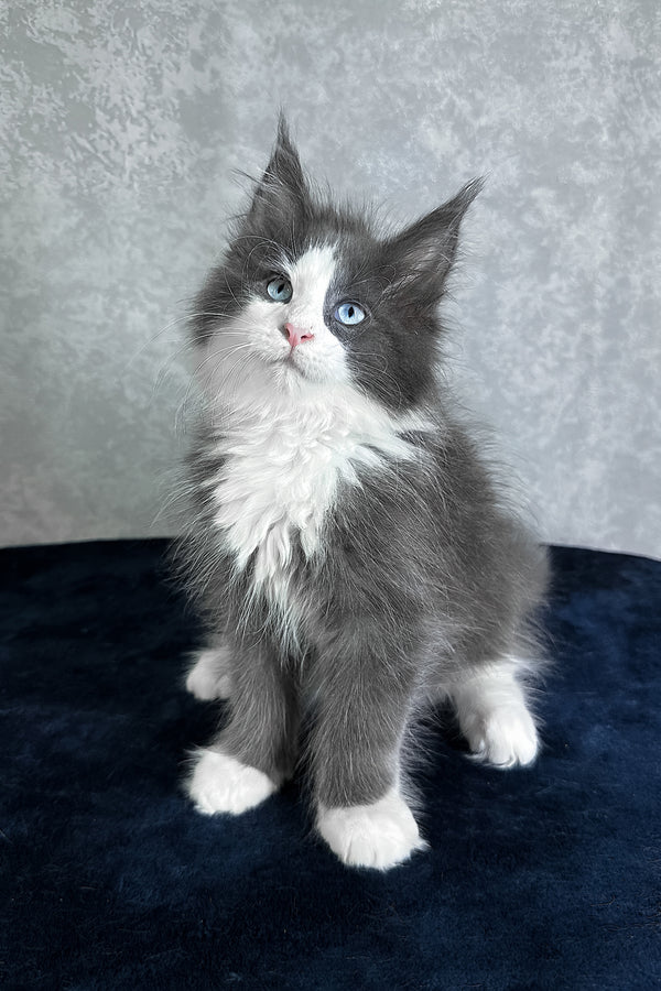Lazur | Maine Coon Kitten