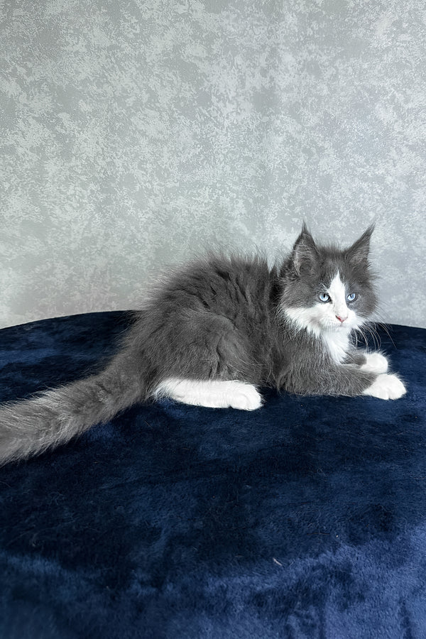 Lazur | Maine Coon Kitten
