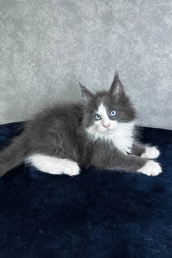 Lazur | Maine Coon Kitten