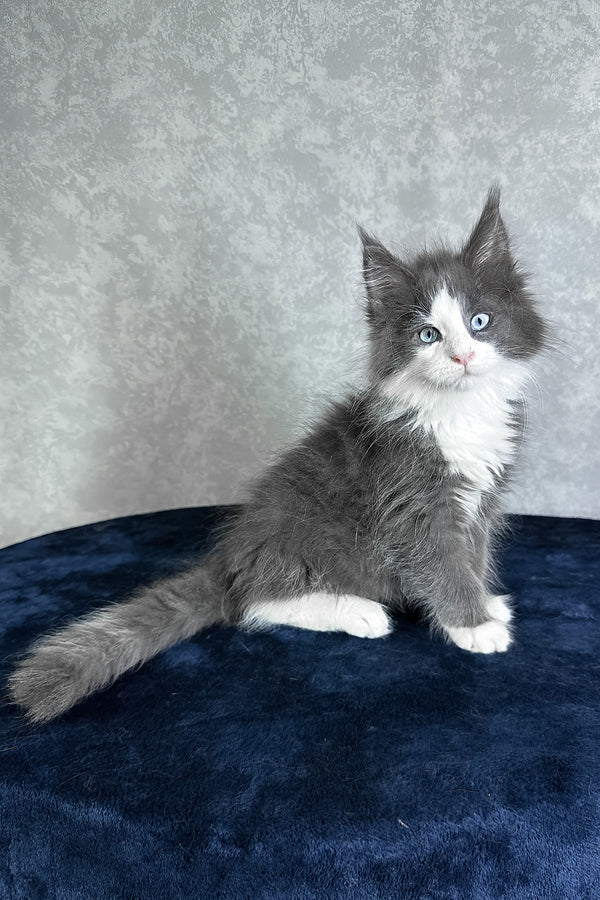 Lazur | Maine Coon Kitten