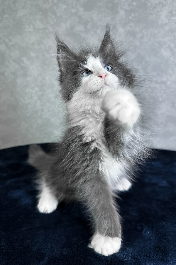 Lazur | Maine Coon Kitten