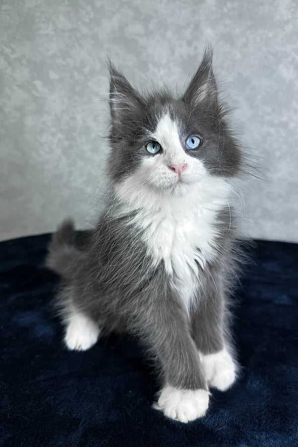 Lazur | Maine Coon Kitten