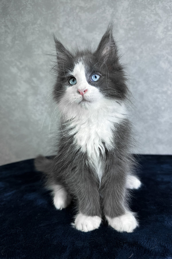 Lazur | Maine Coon Kitten
