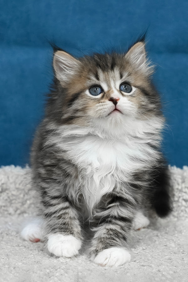 Legrand | Siberian Kitten