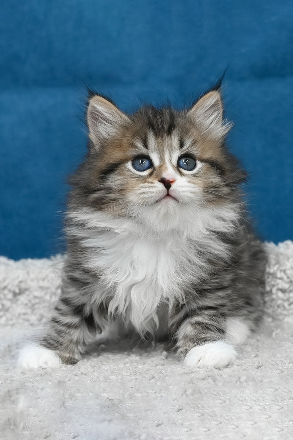 Legrand | Siberian Kitten