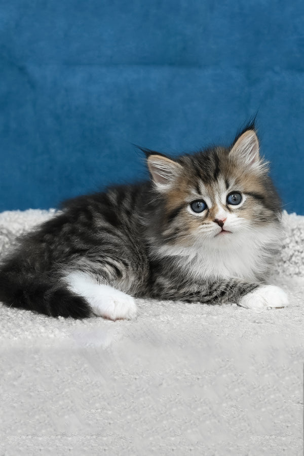 Legrand | Siberian Kitten