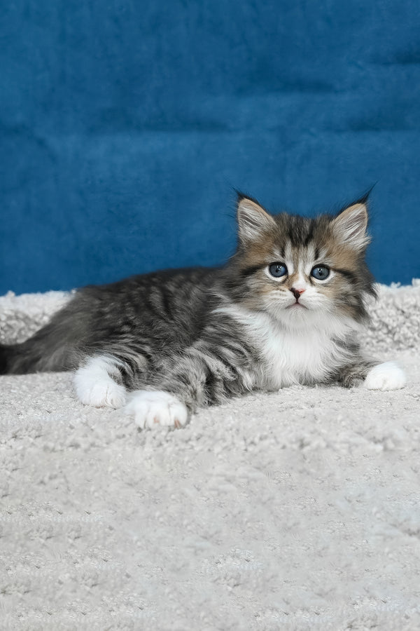 Legrand | Siberian Kitten
