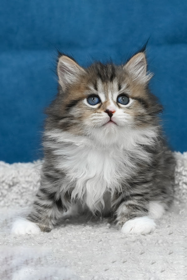 Legrand | Siberian Kitten