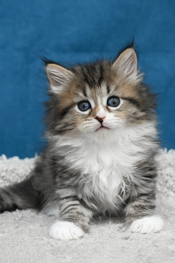 Legrand | Siberian Kitten