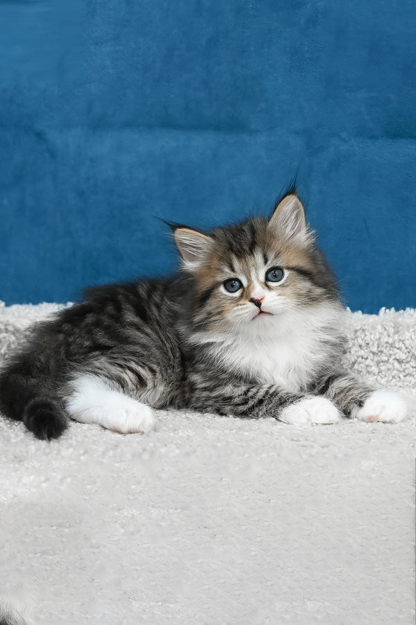 Legrand | Siberian Kitten