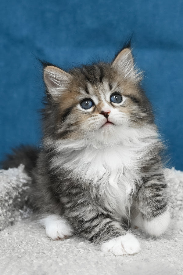 Legrand | Siberian Kitten