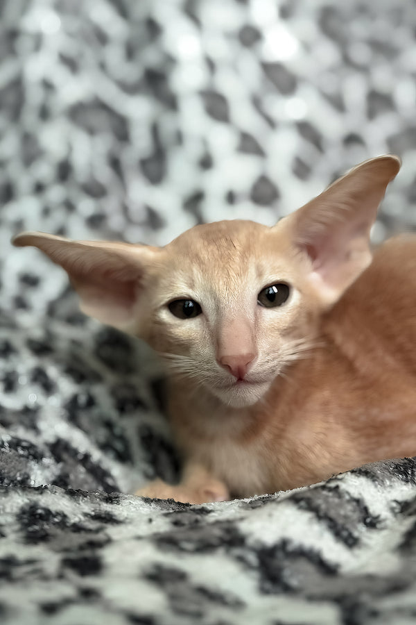 Leon | Oriental Shorthair Kitten