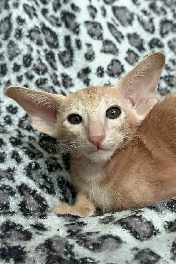 Leon | Oriental Shorthair Kitten