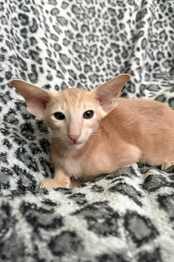 Leon | Oriental Shorthair Kitten