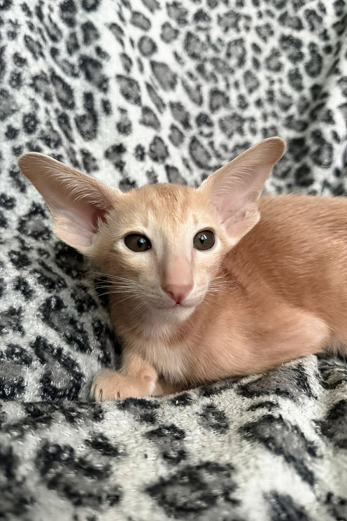 Leon | Oriental Shorthair Kitten