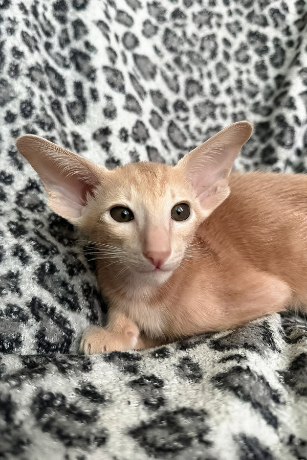 Leon | Oriental Shorthair Kitten