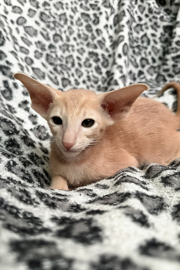 Leon | Oriental Shorthair Kitten