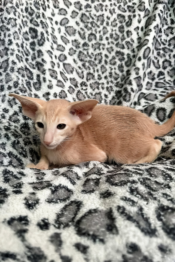 Leon | Oriental Shorthair Kitten