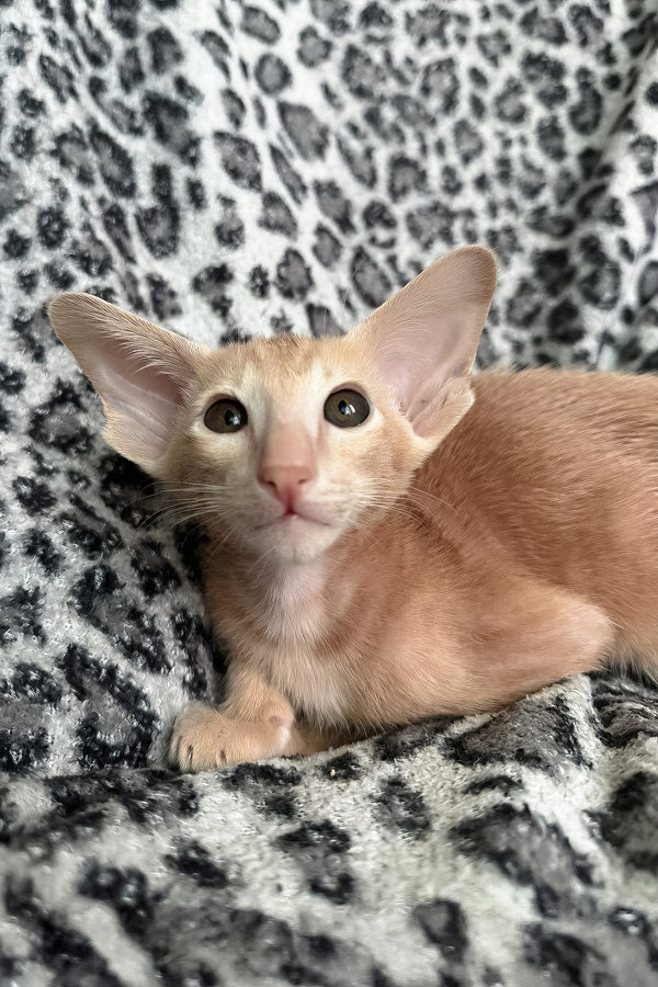 Leon | Oriental Shorthair Kitten