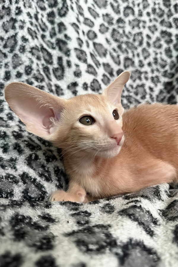 Leon | Oriental Shorthair Kitten