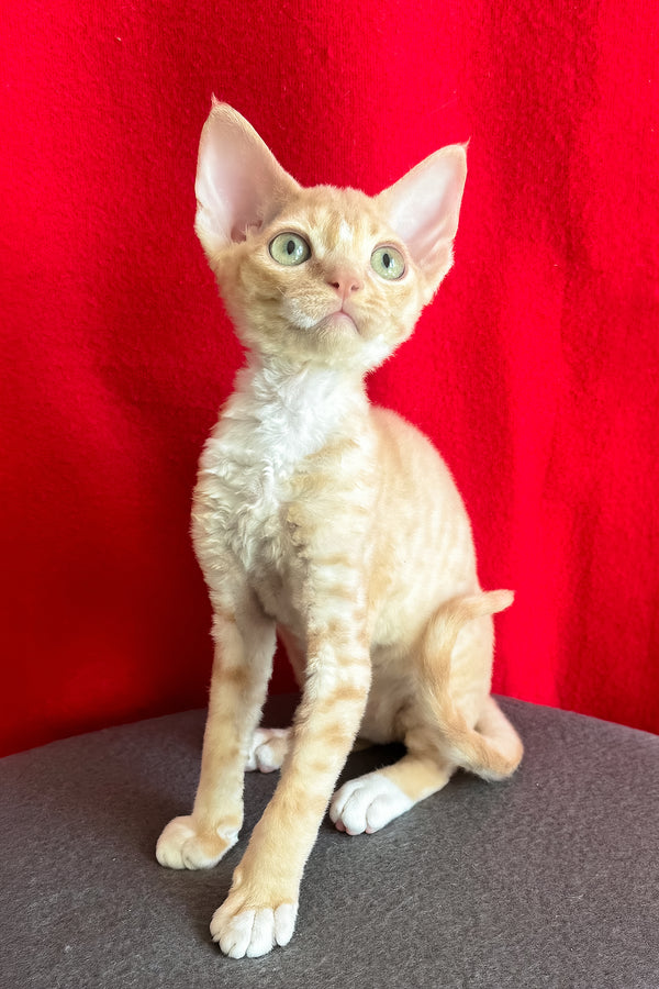 Leona | Devon Rex Kitten