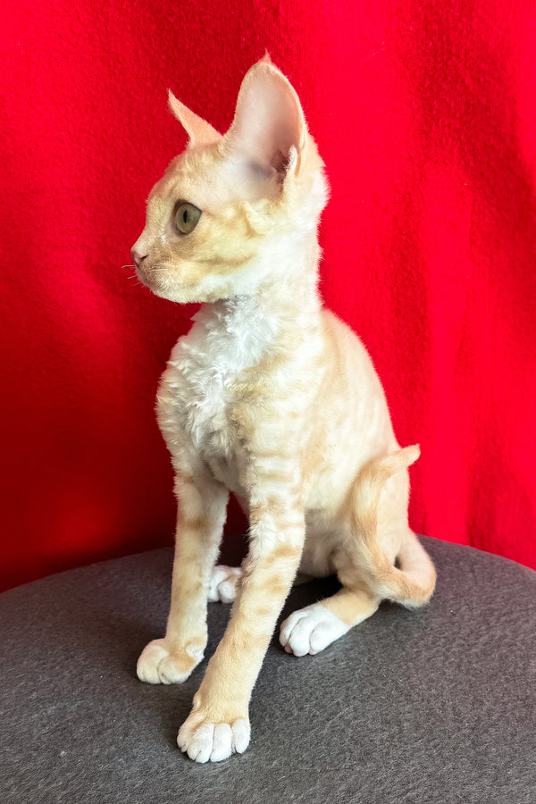 Leona | Devon Rex Kitten