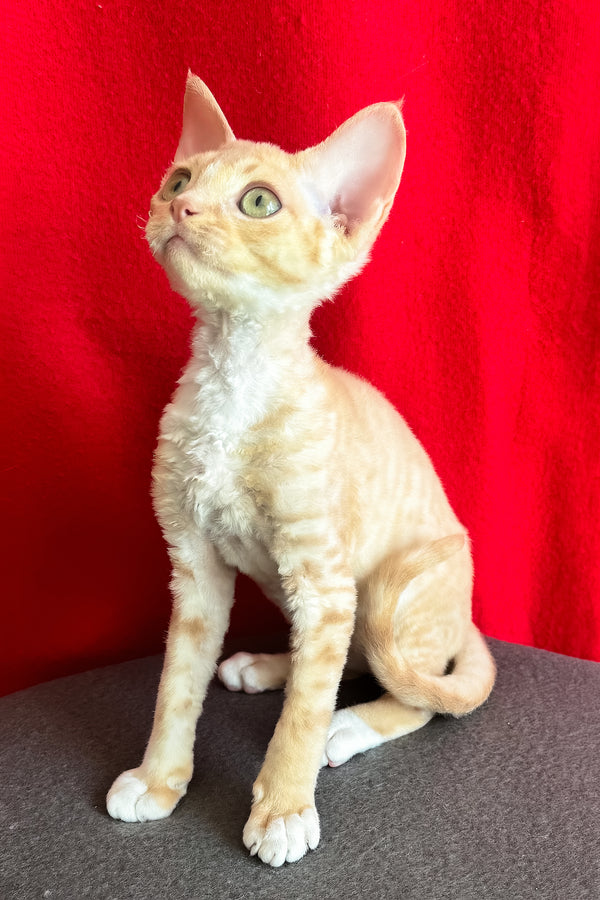 Leona | Devon Rex Kitten