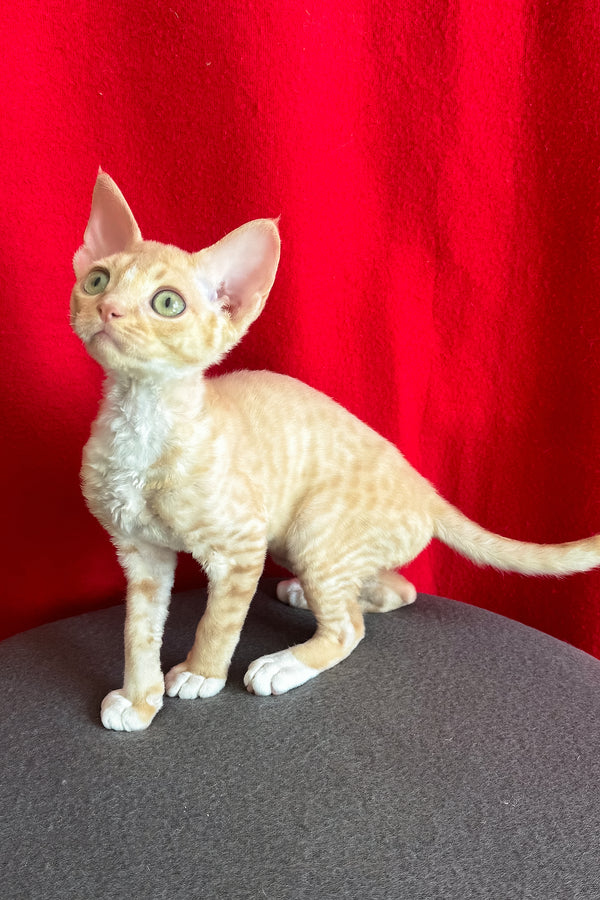 Leona | Devon Rex Kitten