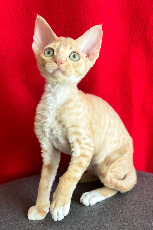 Leona | Devon Rex Kitten