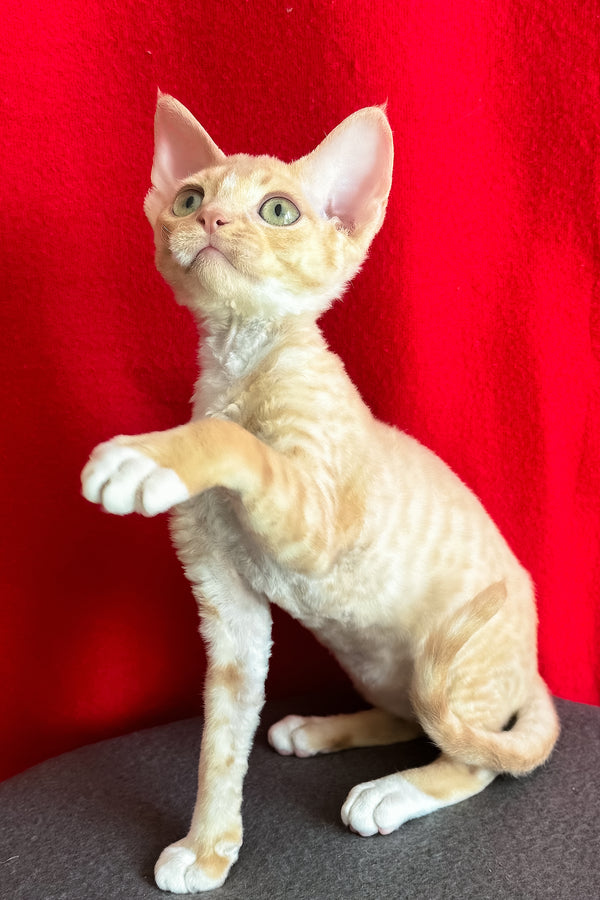 Leona | Devon Rex Kitten