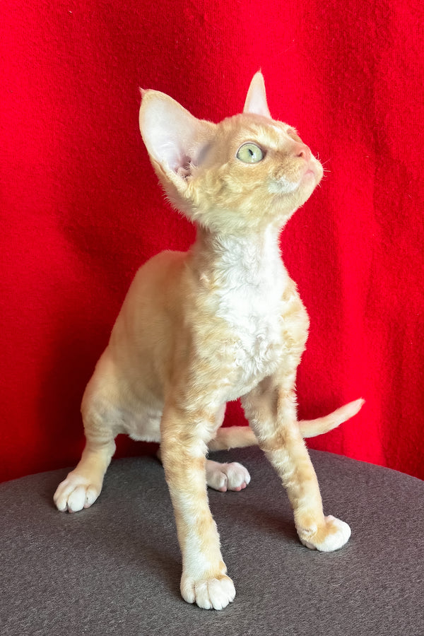 Leona | Devon Rex Kitten