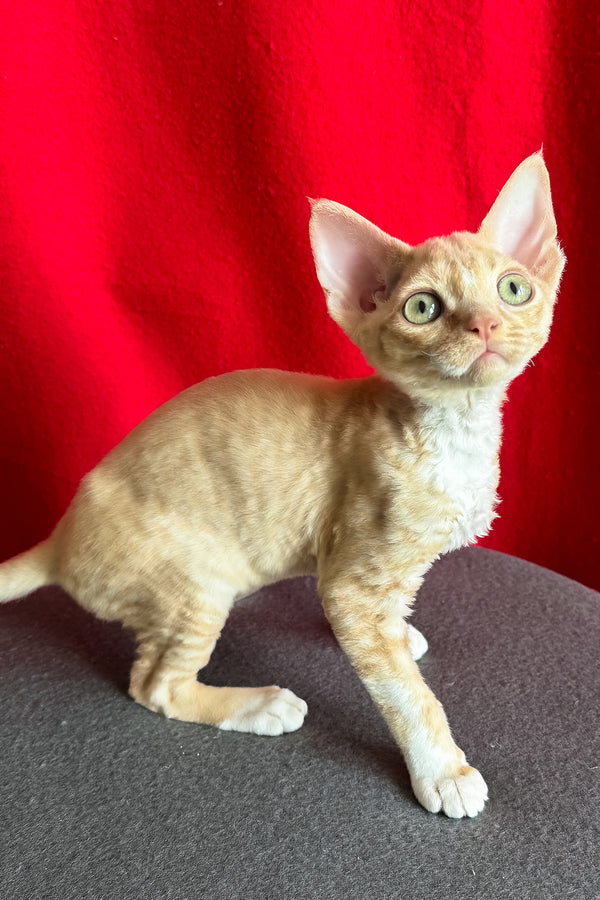Leona | Devon Rex Kitten