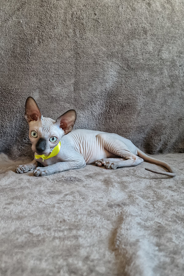 Leonard | Canadian Sphynx Kitten