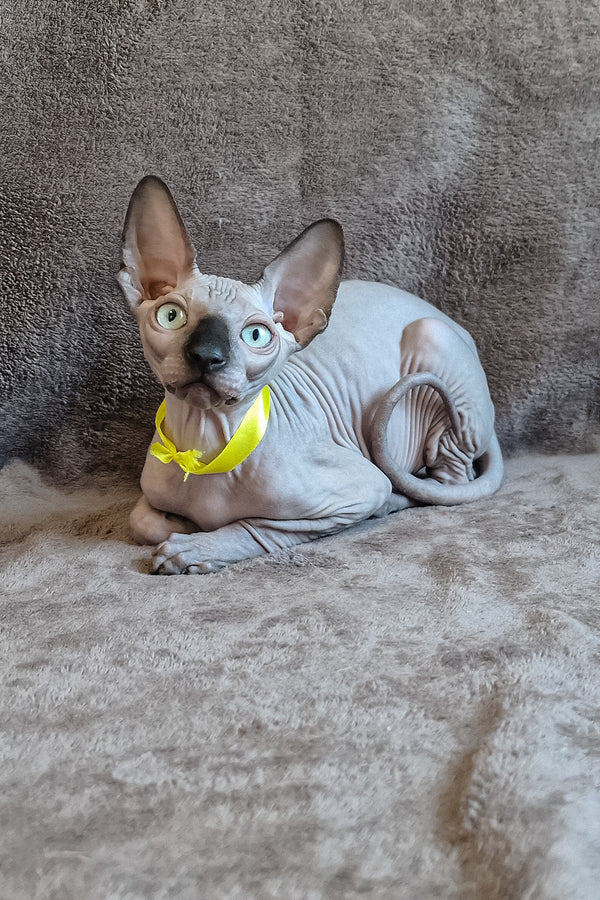 Leonard | Canadian Sphynx Kitten