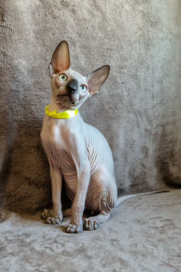 Leonard | Canadian Sphynx Kitten
