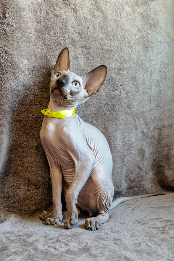 Leonard | Canadian Sphynx Kitten