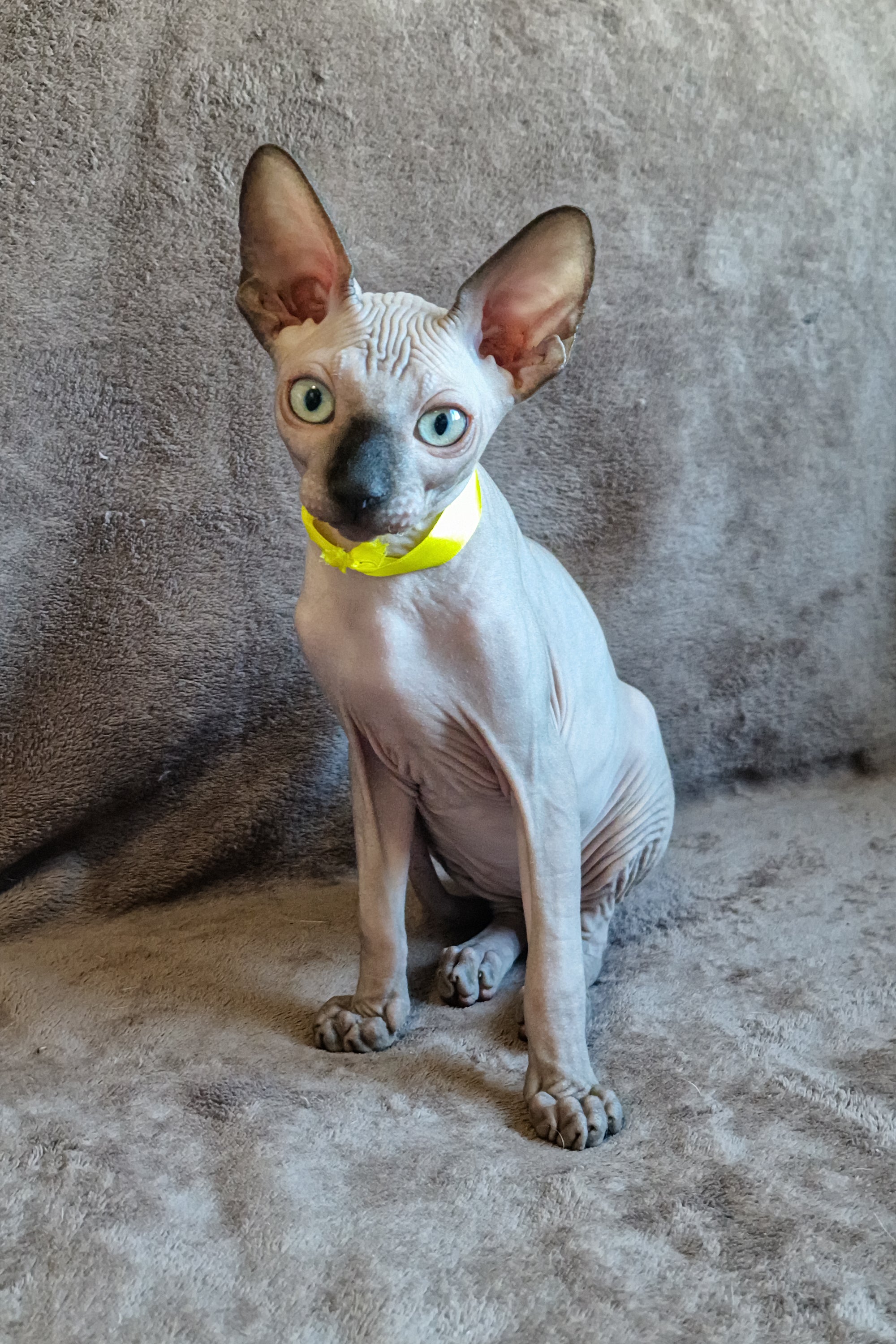 Adopt Leonard, Your Loving Canadian Sphynx Kitten Today – Purebred Kitties