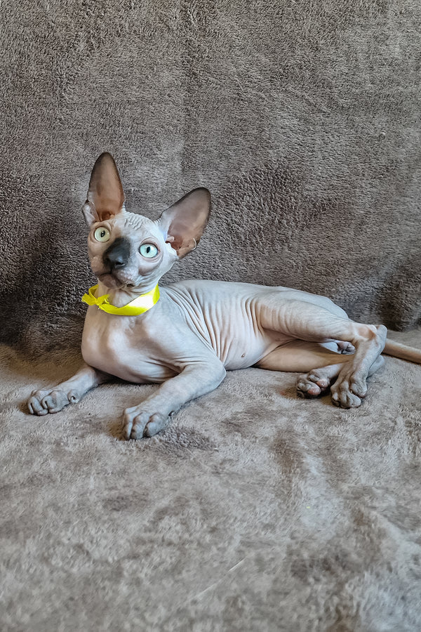 Leonard | Canadian Sphynx Kitten