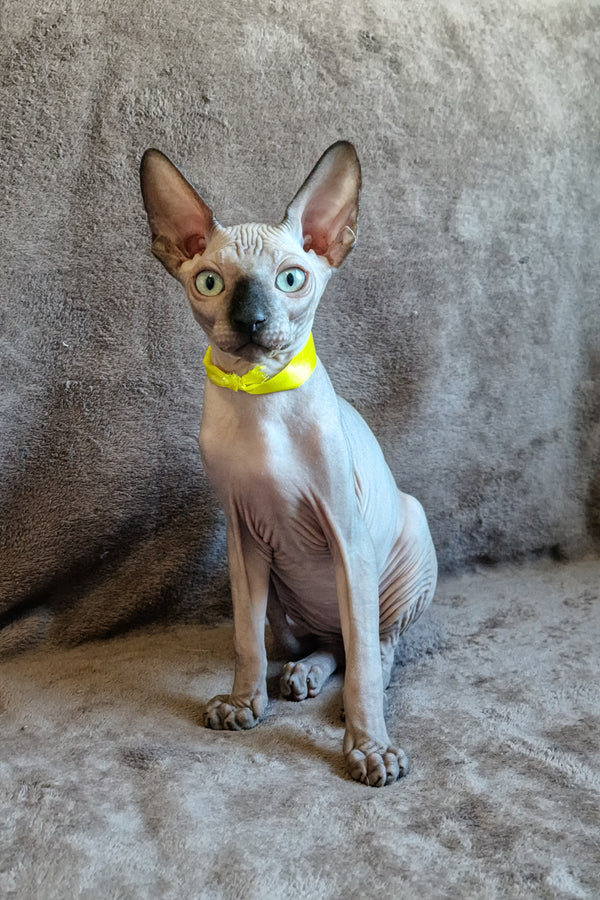 Leonard | Canadian Sphynx Kitten