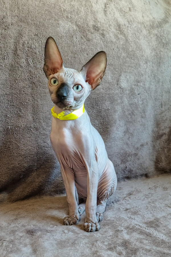 Leonard | Canadian Sphynx Kitten