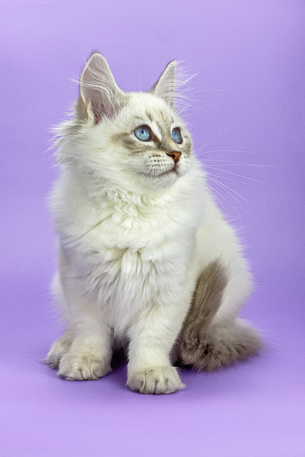 Lilies | Siberian Kitten