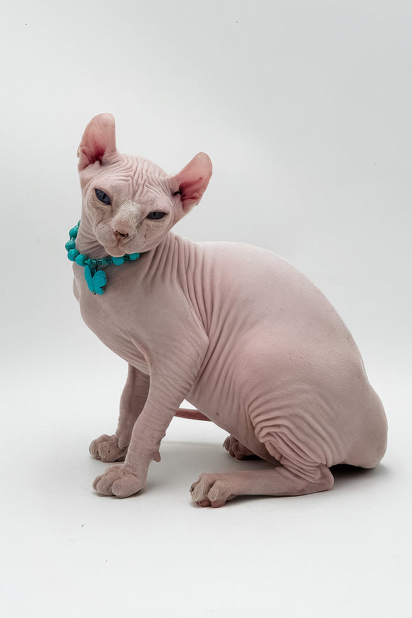 Liza | Elf Sphynx Kitten