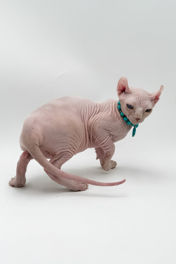 Liza | Elf Sphynx Kitten