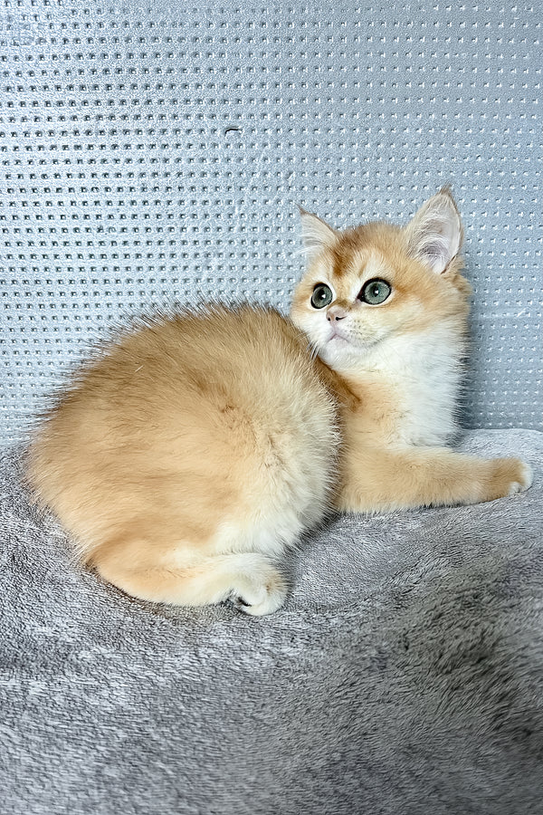 Liza | British Shorthair Kitten